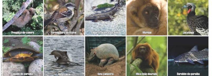 Conheça 10 espécies de animais que podem desaparecer do território fluminense
